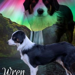 Wren - Miniature Australian Shepherd