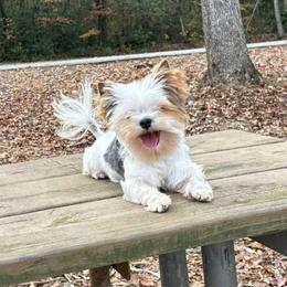 Chucky - Blue tan and white male Biewer Terrier puppy in Iva, South Carolina from Petit Bijou
