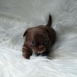 Hazel - Chocolate and white female Chihuahua puppy in Houston, Texas from The Chihuahua Haus