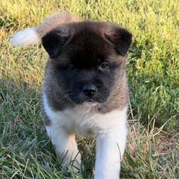 Girl 2 - Fawn female Akita puppy in Cuba, Missouri from Kamikaze Akitas