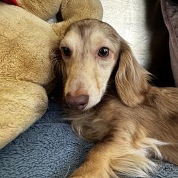 Brox - Dachshund