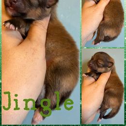 Jingle - Red sable male Pomeranian puppy in Orange Grove, Texas from Davis Poms