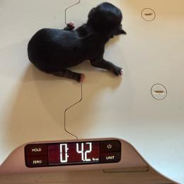 Velma - Chocolate sabled fawn female Chihuahua puppy in Dime Box, Texas from Color Me Crazy Chihuahuas