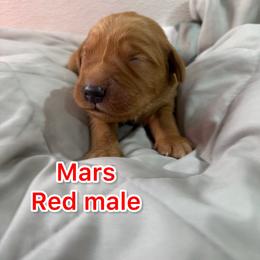 Mars - Dark golden male Golden Retriever puppy in Salt Lake City, Utah from Soaring golden retrievers