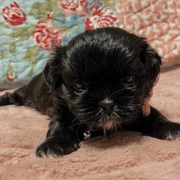 Stormy - Black female Shih Tzu puppy in Hemet, California from Aloha Shih Tzu