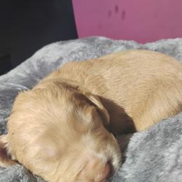 Sunflower - Caramel ice female Labradoodle puppy in Apache Junction, Arizona from Loving Doodle