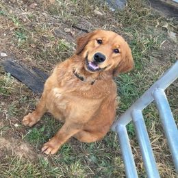 Ruby - Golden Retriever