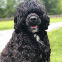 Portuguese Water Dogs from Eclipse Portuguese Water Dogs
