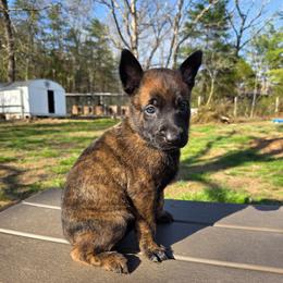 Amata (purple) - Black brindle female Dutch Shepherd puppy in Signal Mountain, Tennessee from Torgun Police Dogs