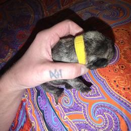 Miro Togata - Brindle male Pug puppy in Spokane, Washington from Kapelac's Royal Pugs