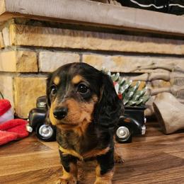 Dapple girl 2 - Dapple female Dachshund puppy in West Plains, Missouri from Spring Creek Dachshunds