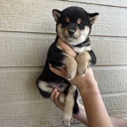 Shiba Inu Puppies from Shinin Shibas