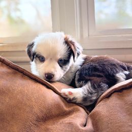 Girl 3 - Miniature American Shepherd puppy in Moscow, Idaho from Panhandle Australian Shepherds