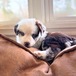 Girl 3 - Miniature American Shepherd puppy in Moscow, Idaho from Panhandle Australian Shepherds