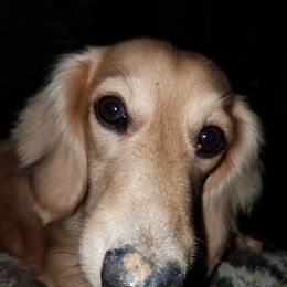 Steve - Dachshund