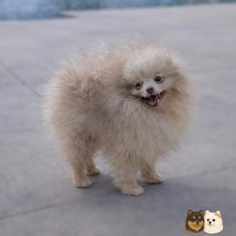 Valentino - Pomeranian