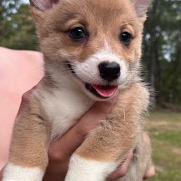 Dash - Sable male Pembroke Welsh Corgi puppy in Rolla, Missouri from 4A Corgis