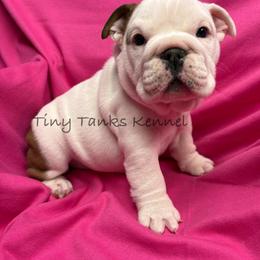 Tiger Lilly - White female Bulldog puppy in Struble, Iowa from Tiny Tanks Kennel