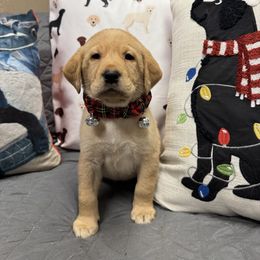 Glory - Labrador Retriever puppy from Morrison Labrador Retreivers