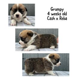 Grumpy - Red male Pembroke Welsh Corgi puppy in Stephenville, Texas from Rising JM Pembrokes