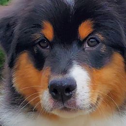 Rider - Black tri-color Australian Shepherd puppy in Olympia, Washington from Echelon Australian Shepherds
