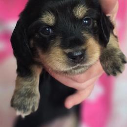 Girl 1 - Black and tan female Dachshund puppy in Rutherfordton, North Carolina from Ziva's Friends