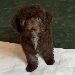 Kathy - Brown female Cockapoo puppy in Queens, New York from The 2 Musketeers_Cockapoos