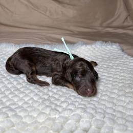 Nova - Phantom female Goldendoodle puppy in Palmetto Bay, Florida from SOMIDOODLES