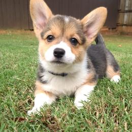 Pembroke Welsh Corgi Puppies from Wildflowercorgis