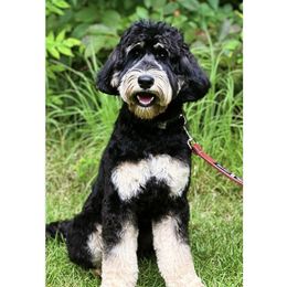 Scout - Australian Labradoodle