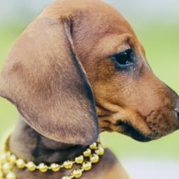 Dachshunds and Poodles from Southbound Kennel