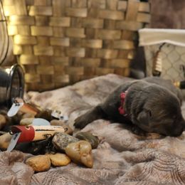 Labrador Retriever Puppies from Jungle Lake Labrador Lodge