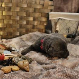 Labrador Retriever Puppies from Jungle Lake Labrador Lodge