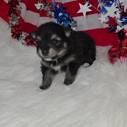 Buzz - Black and tan male Pomeranian puppy in Buckeye, Arizona from BL Poms Heaven