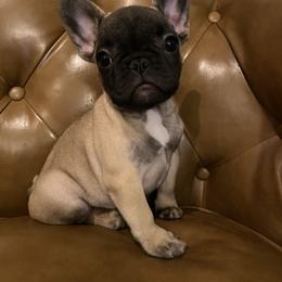 Mimi - Fawn female French Bulldog puppy in Sidney Center, New York from iFrenchi