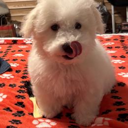 Taco - black collar - White male Bichon Frise puppy in 63101 (St. Louis Metro Area), Missouri from BichonSTL