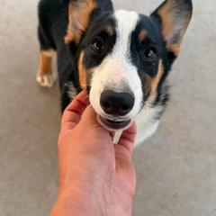 Girl 10 - Black and tan female Pembroke Welsh Corgi puppy in Surprise, Arizona from Ruff and Rowdy Corgis