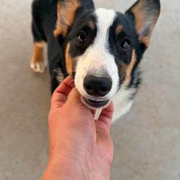 Girl 10 - Black and tan female Pembroke Welsh Corgi puppy in Surprise, Arizona from Ruff and Rowdy Corgis