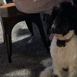 Bernedoodles, Goldendoodles, and Poodles from JensenBelle Doodles