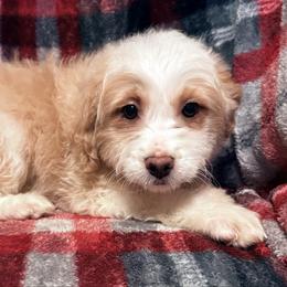 Pip - Cream female Aussiedoodle puppy in Missouri from Mini AussieDoodles on Meadow Lane