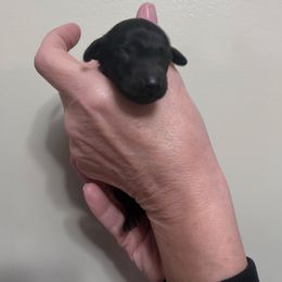 Boy 1 - Black male Dachshund puppy in Gouverneur, New York from Dack Dachshunds