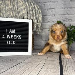 Flynn Ryder - Red merle male Miniature Australian Shepherd puppy in Peoria, Arizona from B My Sunshines Mini Aussies