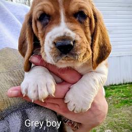 Grey Boy aka Baloney Tony - Mahogany and white male Basset Hound puppy in Converse, Louisiana from Walkers Catuna Bassett Hounds