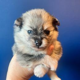 Chewy - Tri-colored male Pomeranian puppy in Hernando, Mississippi from The Pom Squad