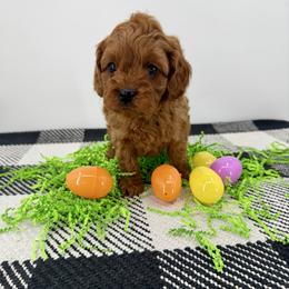 Boscoe - Red male Cavapoo puppy in Beresford, South Dakota from DAKOTA DOOD RANCH
