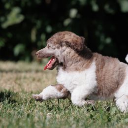 Poodle Puppies from Mystic Moon Poodles