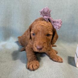 Cinnamon - Apricot female Goldendoodle puppy in Rochester, New York from Willowgreen Goldendoodles