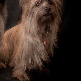 Cita - Cairn Terrier