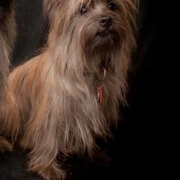 Cita - Cairn Terrier