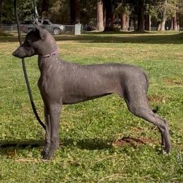 Birkin - Xoloitzcuintli